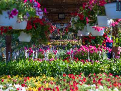 ...e una �valle� di fiori